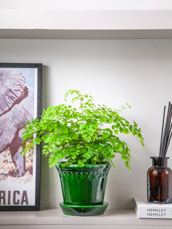 Maidenhair Fern